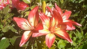 лилия ХАРТСТРИНГС