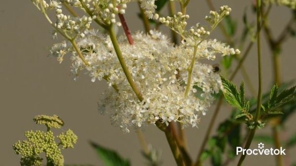 ЗАЧЕМ Я МОРОЖУ МЕШКАМИ ЛИСТЬЯ вишни, смородины, Иван-чая? Самый быстрый способ ферментации трав