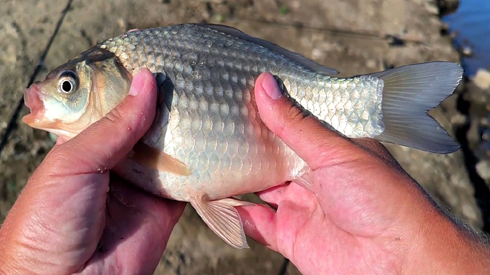 ЛЕТНЯЯ РЫБАЛКА НА КАРАСЯ. ЛОВЛЯ КАРАСЯ НА ДОНКИ. ЖОР КАРАСЯ НА КОРМУШКИ. РЫБАЛКА 2025 смотреть онлайн