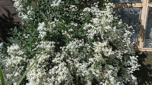 Клематис Маньчжурский. Да, именно он!