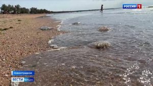 В Азовском море замечено большое скопление медуз