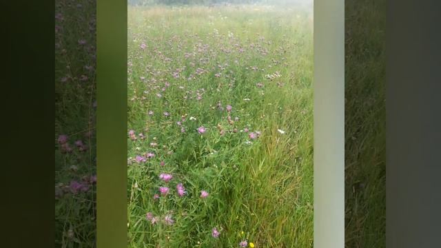 Прекрасный летний вечер после дождя и мелодия арфы.mp4 смотреть онлайн