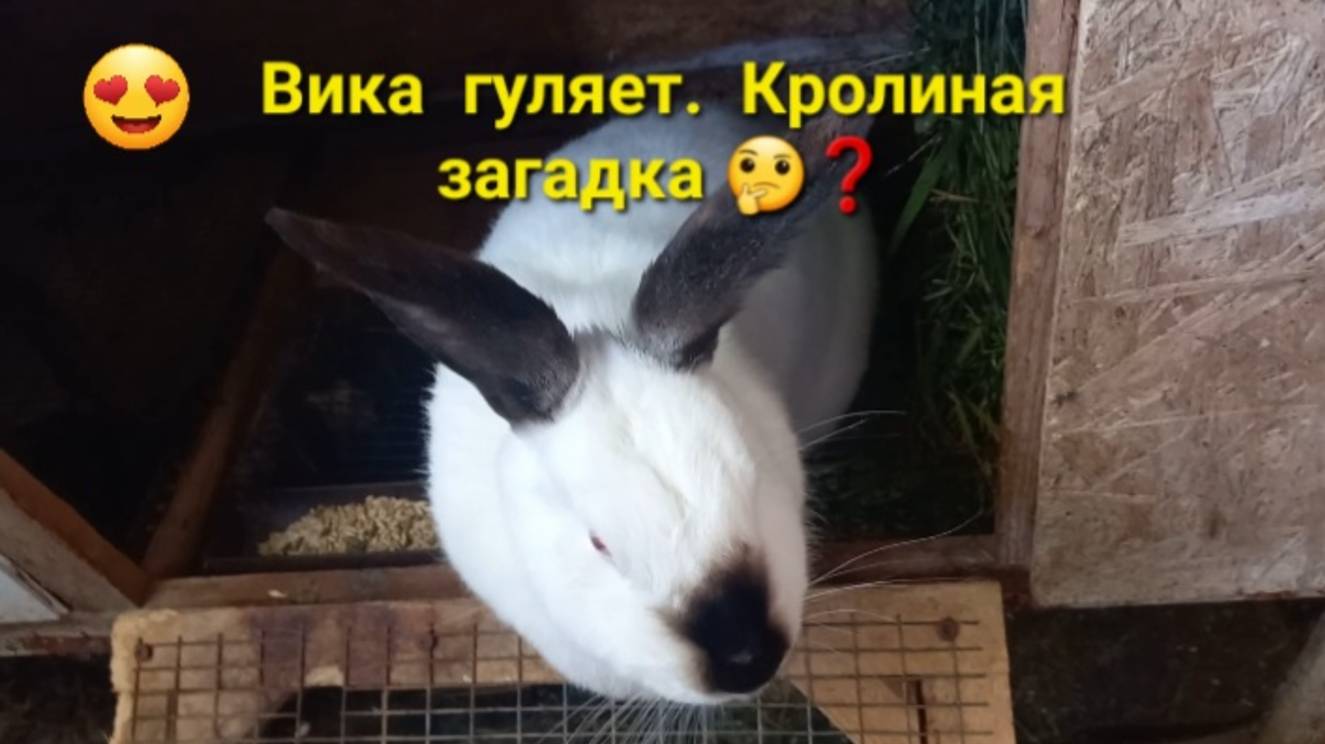 Вика на прогулке.🐇 Загадка.🤔 смотреть онлайн
