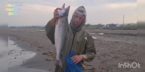 Япономорка. Ловим на сеть с берега Сахалин - залив Анива.