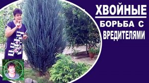 Чем опрыскать хвойные от клеща  Как бороться с клещем на хвойных культурах