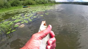 РЫБА ХОТЕЛА ПРИКОРМКИ и ОПАРЫША. Рыбалка на Оке на ПОПЛАВОК.