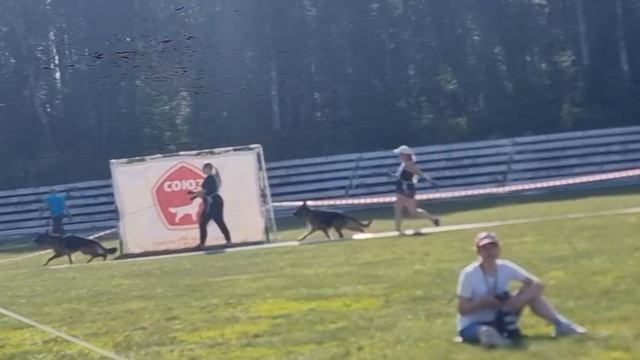 МОЛОДЫЕ КОБЕЛИ / КЧК ТЮМЕНЬ 5 июля`25 А.Буйнова Моно немецких овчарок