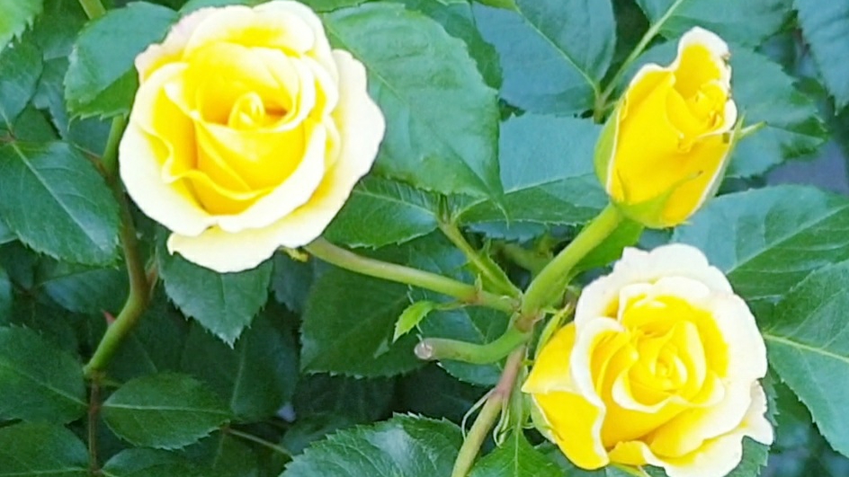 Цветение плетистой розы Римоза. смотреть онлайн