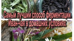 САМЫЙ ЛУЧШИЙ СПОСОБ ФЕРМЕНТАЦИИ ИВАН- ЧАЯ В ДОМАШНИХ УСЛОВИЯХ