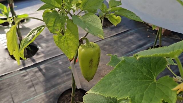 54. Новый этап жизни смотреть онлайн