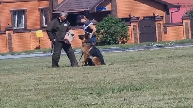 3 Отл. NEMAN v. Haus Kseni +++ №24. КЧК ТЮМЕНЬ 5 июля`25 Моно немецких овчарок