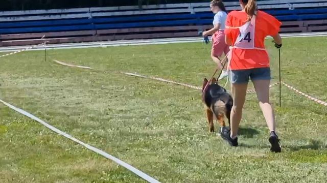 ЩЕНКИ СУКИ / КЧК ТЮМЕНЬ 5 июля`25 А.Буйнова Моно немецких овчарок