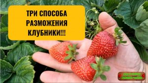 Три способа размножения клубники - какой из них лучше и проще!!