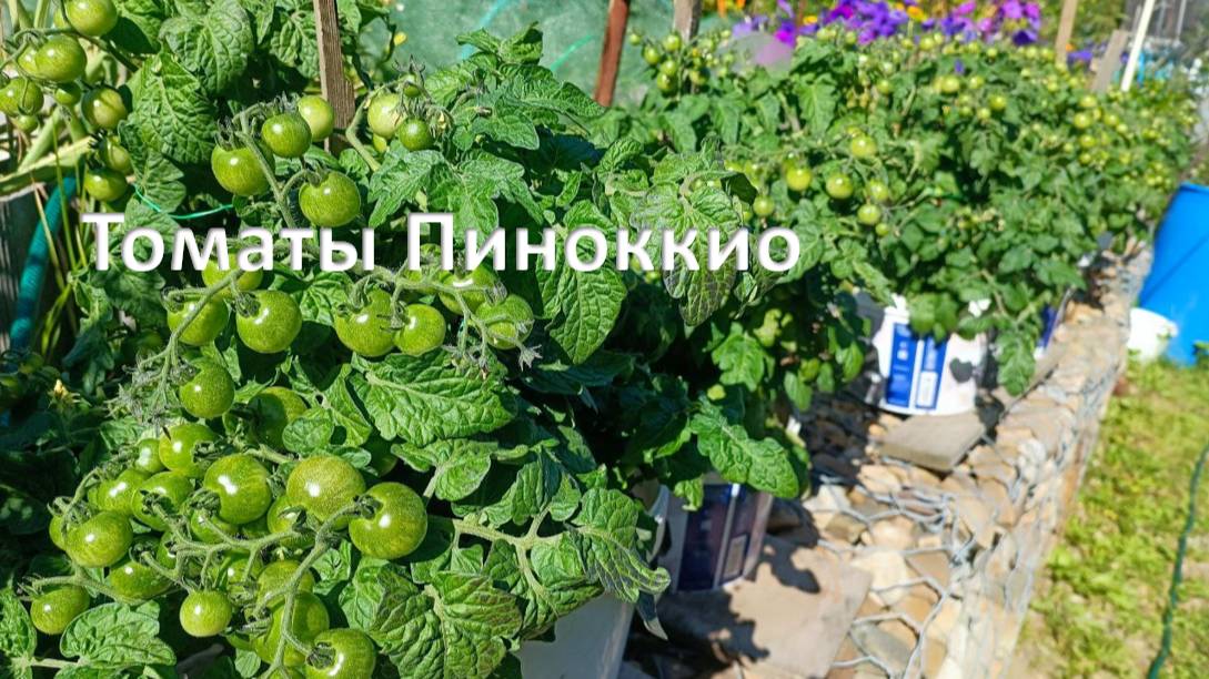 Томат Пиноккио в ведрах. Середина июля смотреть онлайн
