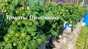 Томат Пиноккио в ведрах. Середина июля