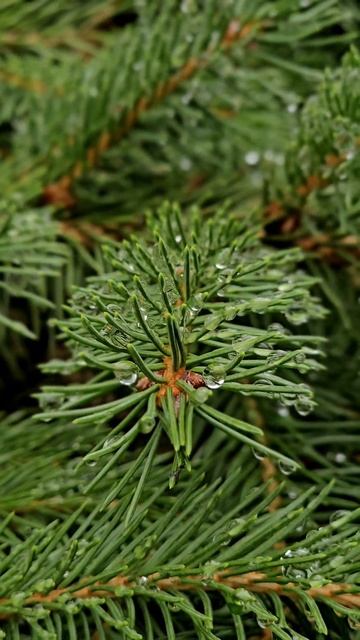 мой любимый человек.mp4