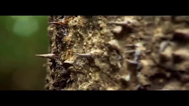 Амазонка.Джунгли табигате.