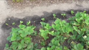 Работы с клубникой после урожая