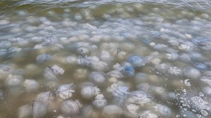 Нашествие гигантских ядовитых медуз на пляжах Азовского моря: берег кишит тысячами особей