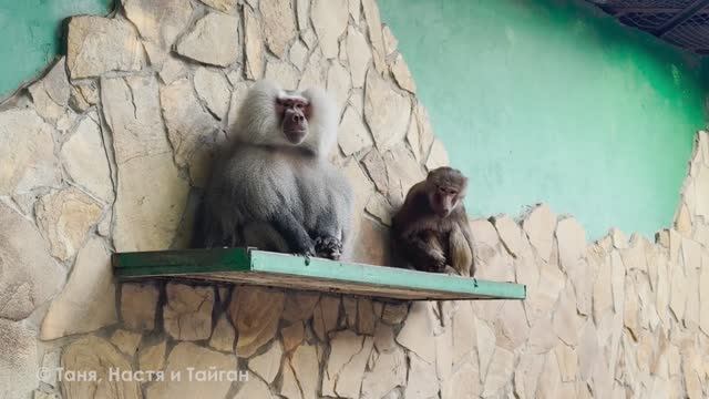 Ритка кладовщица! Обезьяны - не собаки, лук им можно и даже нужно! Истории о наших челобаках! смотреть онлайн
