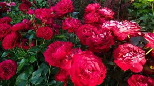 Цветение розы Бордо.