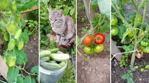 Созревают огурчики, томаты. Сорта томатов, которые мне нравятся и не очень.