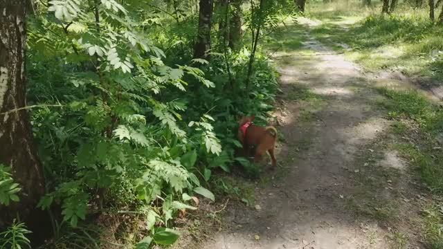 Купались с Риччи и Косей 🐶🐕 Сгорела 🔥 Красота природы 🌳 Энергия природы 🌳 смотреть онлайн