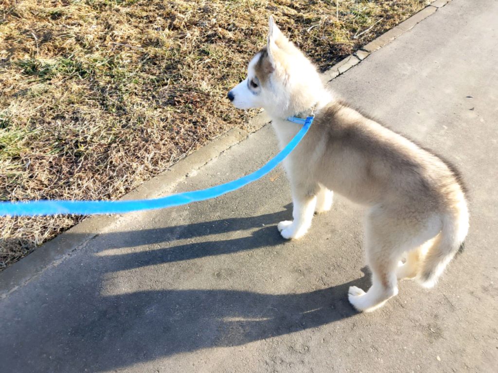 Никита Литовченко