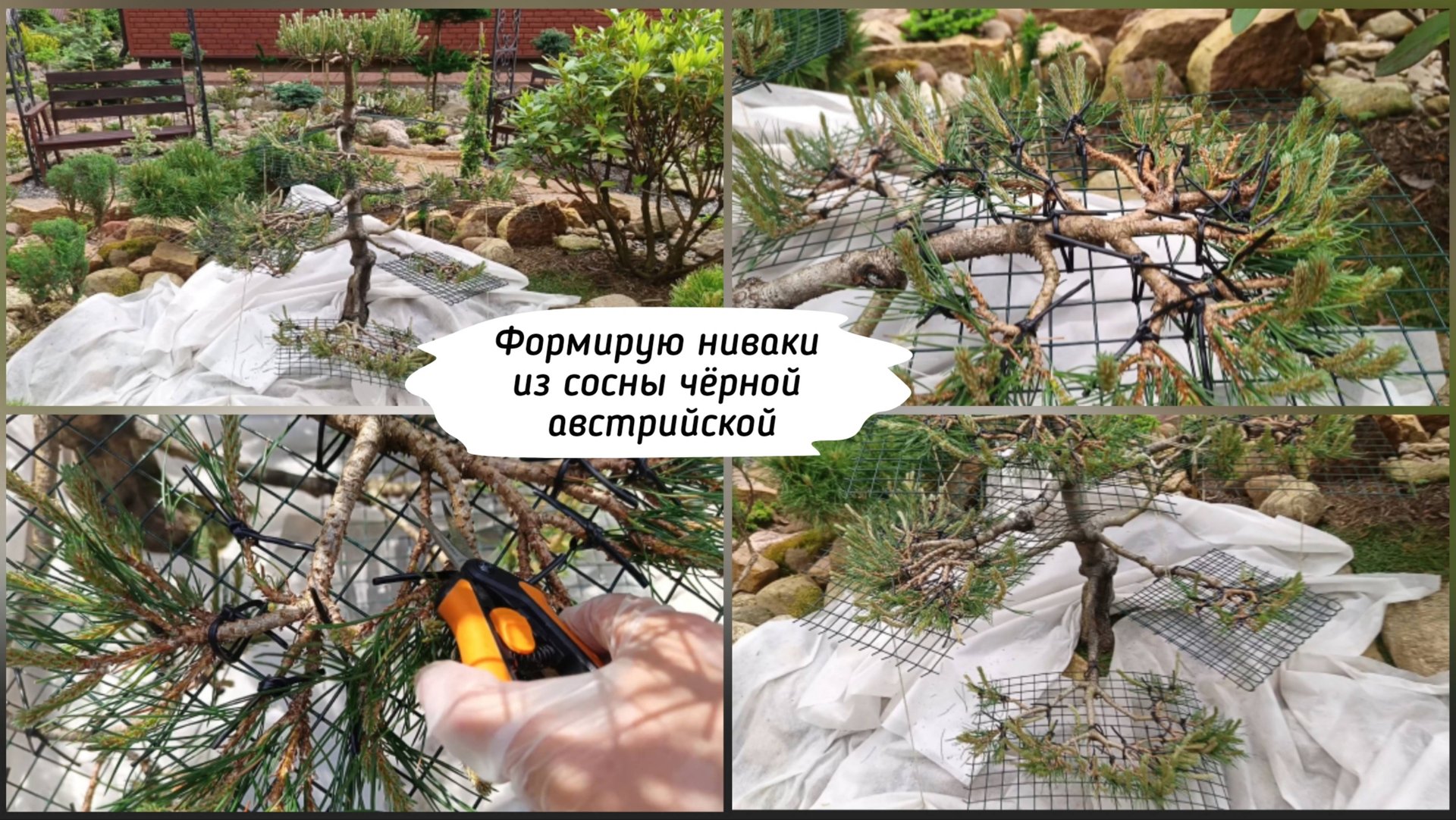 Формирую ниваки из сосны чёрной австрийской. смотреть онлайн