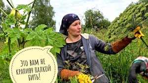 На борьбу с борщевиком! Как победить растение-монстра, не прилагая особых усилий?