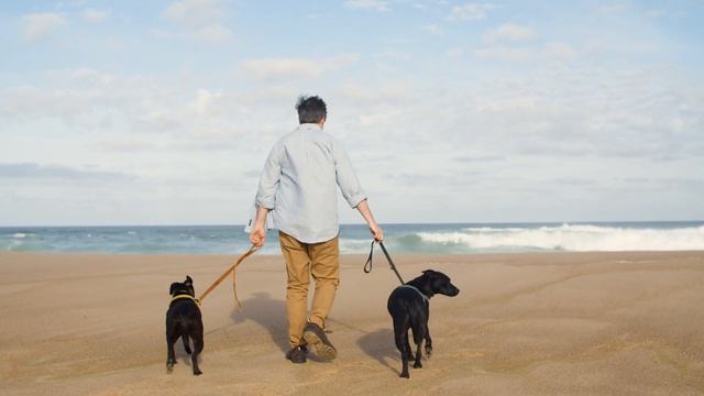 🐕 Весёлые прогулки с собаками смотреть онлайн