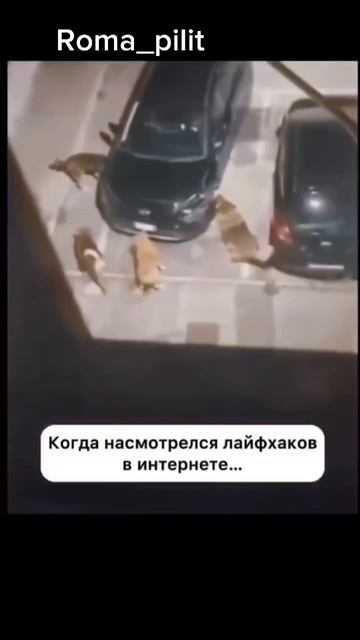 #приколы #юмор #лайфхак #смех #топкатегория смотреть онлайн