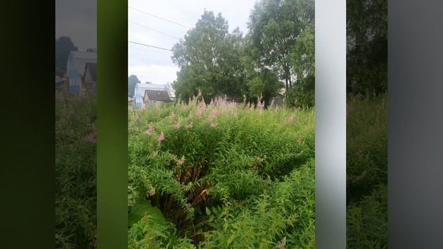 Ивы, цветы иванчай и мелодия инструмента гусли.mp4 смотреть онлайн