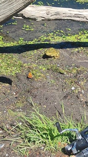 Охота на бабочку. #рыбалка #охота #лето