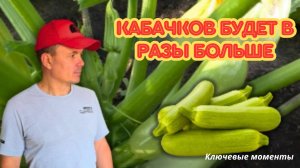 Секреты выращивания кабачков: как получить обильный урожай без лишних хлопот.