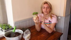 БАРХАТЦЫ посев в улитки