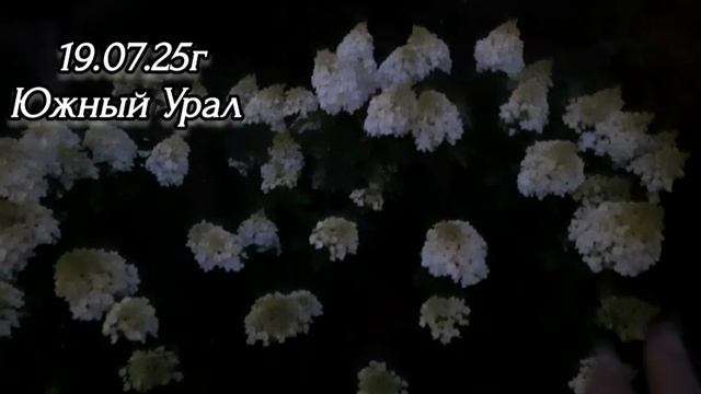 🌹 🌹 🌹 Розы,Гортензии в моём саду. Вечерний обзор,любуюсь перед сном. Оренбург/Краснохолм