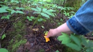 В лес за грибами 18 июля 2025