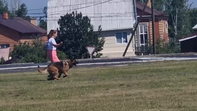 3 Отл. DENNY fom Grunen Stadt +++ №56. КЧК ТЮМЕНЬ 5 июля`25 Моно немецких овчарок