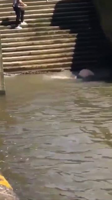 Спуск короля на воду, кратко смотреть онлайн