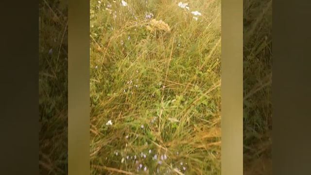 Чудесный июль , цветы и прекрасная турецкая мелодия.mp4 смотреть онлайн