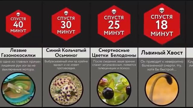 Если Тронешь Это - Ты Умрешь! смотреть онлайн