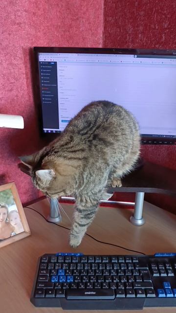 Работаем, Барсик! смотреть онлайн