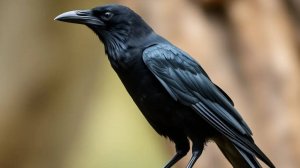 Ворона   Ворон  Черная ворона   Ворон Воронов. Птицы