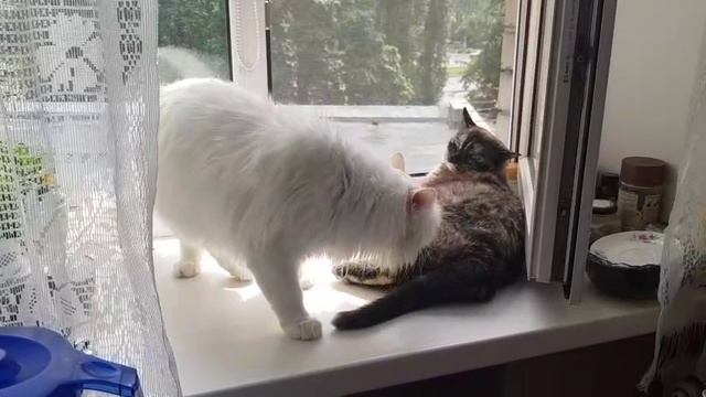 Леся и Сёма - Пристал, назойливый смотреть онлайн