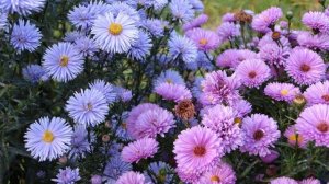 ЧУДО ЦВЕТЫ АСТРА - УХОД , ВЫРАЩИВАНИЕ