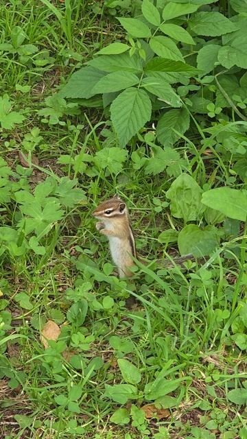Бурундук в Манжероке смотреть онлайн