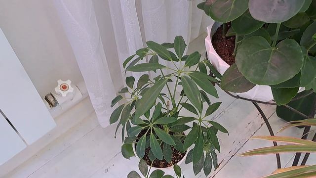 Комнатные растения .Новинки.Изменения. смотреть онлайн