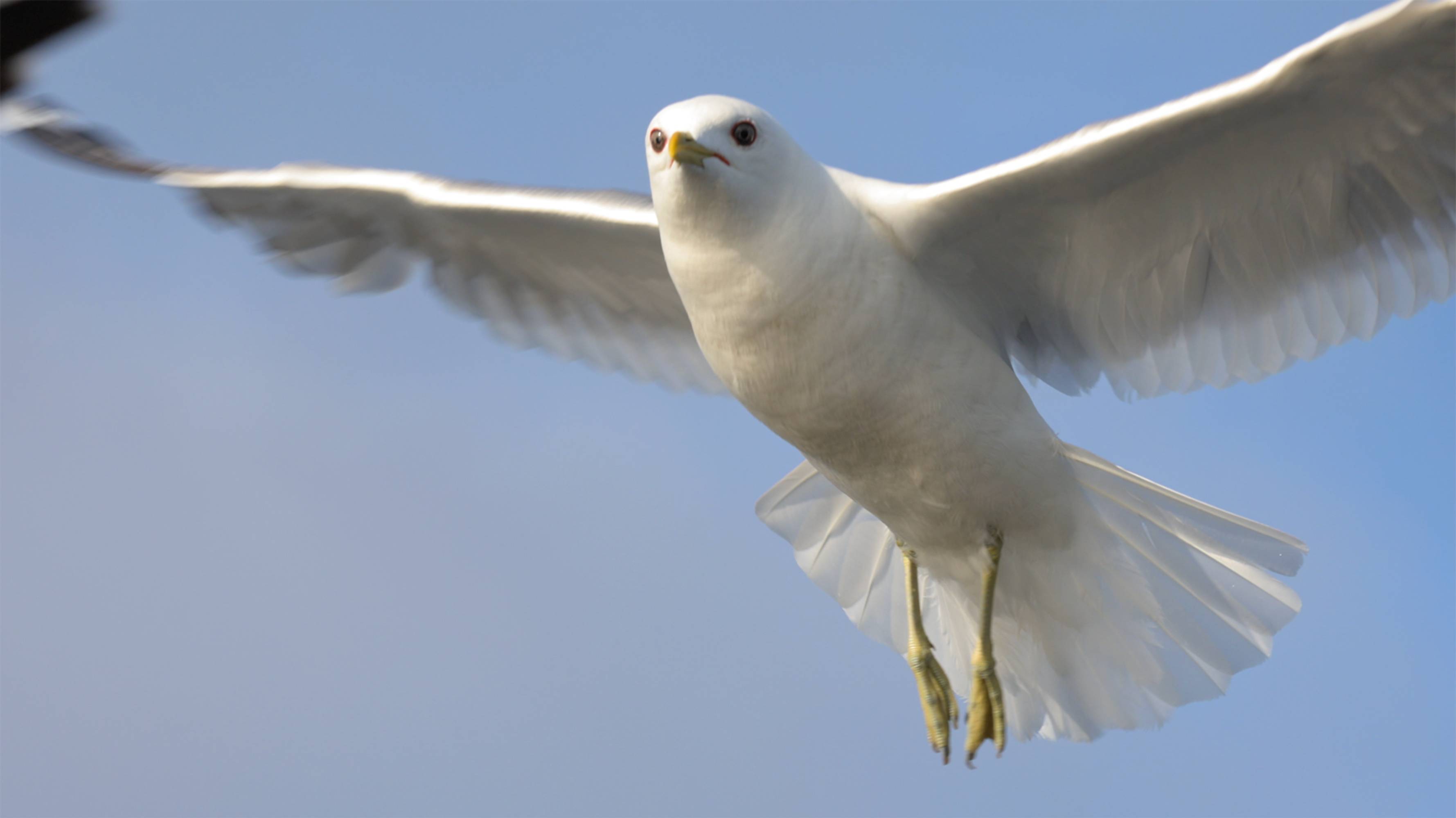 Чайка - крупным планом.