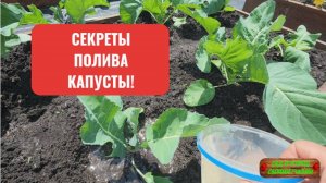 Как правильно поливать капусту. Всё о поливе капусты!
